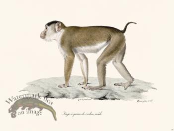 Cuvier 356 Male Pigtail Monkey